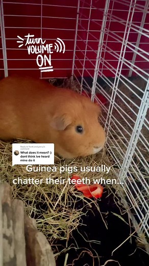 Understanding Guinea Pig Teeth Chattering Behavior