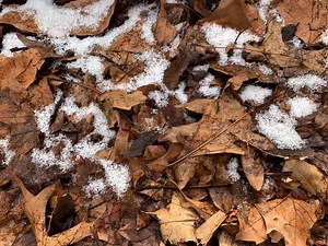 Peabody Free Yard Waste Curbside Pickup Begins Next Month