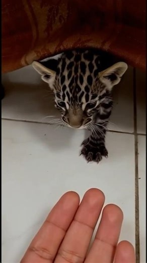 Mudah-mudahan tikus di rumah pada pergi 🤲 #kucinghutan#ciamis#bayikucinglucu