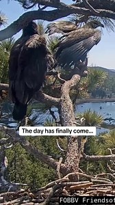 805K views · 25K reactions | The moment has come! I’m not crying, you are. Watch Sunny leave her next for the very first time. 殺礪 | Secret Los Angeles | Facebook