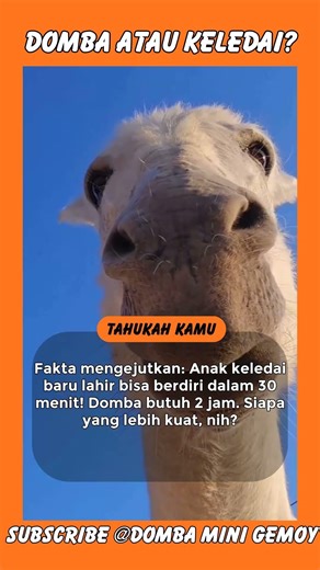 😱 ANAK KELEDAI vs DOMBA! Siapa yang LEBIH KUAT? Fakta Mengejutkan Ini Bikin Kagum!