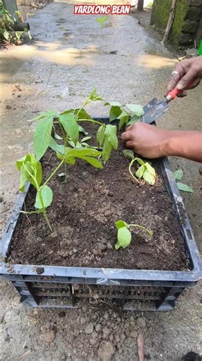 🌱 Yardlong Bean in Crate – Crazy Fast Growth Hack You Must Try! 😲 #shorts #yardlongbean #gardening