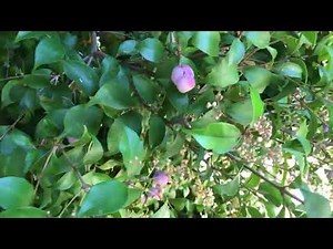 Syzygium smithii (Lilly pilly)