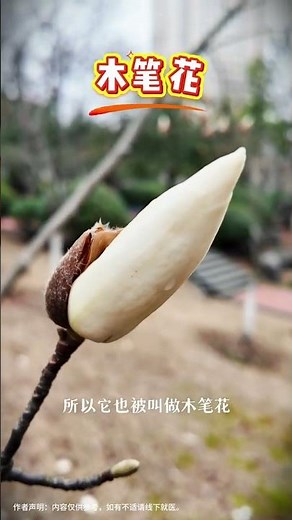 The Enchanting Magnolia: Spring's First Blossom