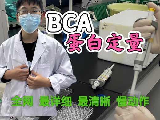 实操教学，BCA蛋白定量，看完必会，不会则废。