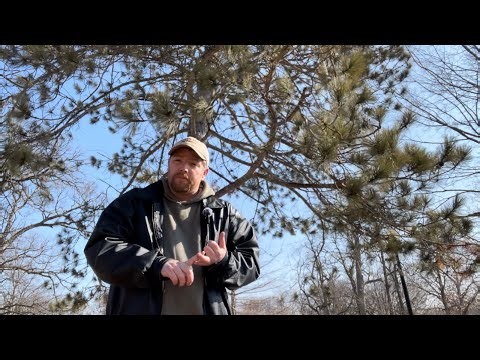 Red Pine identification (Pinus resinosa)