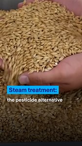 In Sweden, farmers are turning to steam-treated seeds as an alternative to pesticides. This innovative method is helping them grow healthy crops while reducing environmental harm. | DW Environment