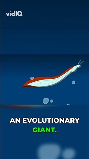 One Tiny Notochord Changed All Of Life #evolution #science