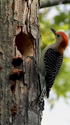 Red-bellied Woodpecker Pecking at a Tree | Nature's Rhythms #birdcall #woodpecker