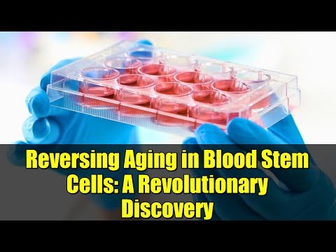Reversing Aging in Blood Stem Cells: A Revolutionary Discovery