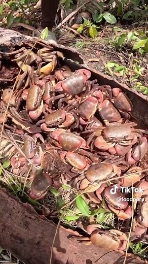 Coconut Crabs Cooking Experience with Jab's TV