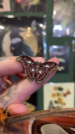 The pin vs the moth its based on ♥️🦋 • #atlasmoth #spanishmoonmoth #attacusatlas #graellsiaisabellae #enamelpins #lapelpins #mothpin