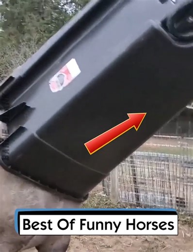 Best Of Funny Horses | Barbie Blank