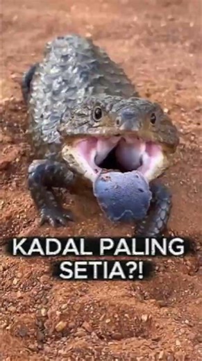 The Most Loyal Lizard in the World?! Fun Facts About the Shingleback Lizard