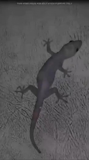 43K views · 973 reactions | Can_a_house__lizard_bite_human #viralreelschallenge #viralvideochallenge #science #viewers #techpocket | techpocket | Facebook