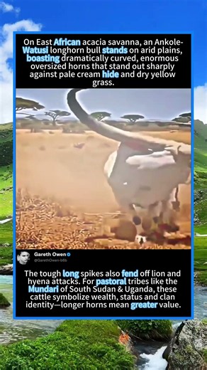 Ankole-Watusi: The Cattle With Africa’s Massive Record-Breaking Horns#foryou #fyp #animals #funny