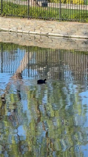 Urban Ducks Living Their Best Cozy Life in the City