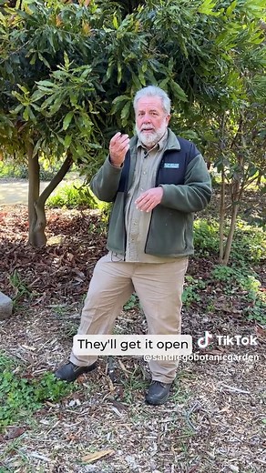 Discover the Delightful Macadamia Tree: A Beautiful Addition to Your Landscape