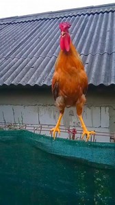 259K views · 2.2K reactions | Funny rooster crowing smile ha ha ha ha  #Fbreelsfyp #fypviralシ #reelstrending #reelsvideo #fbyシ #reelsfb #reelsfyp #reelsviral #fb #fbreelsfypシ゚ #fbyシvideo @followers BIRD 24 Doris Schneider | Wild BIRDS | Facebook