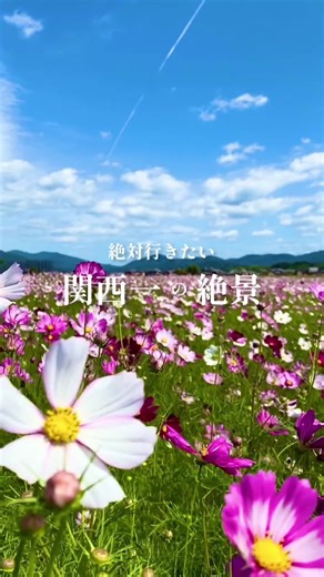 奈良・関西の絶景！コスモス畑で秋桜畑を楽しもう
