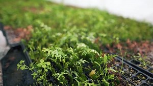 Growing a large number of small plants in cassettes in a greenhouse. Local Seedling Farm