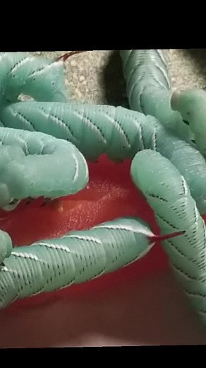 Charmy Chippy (@charmy_chippy)’s videos with oh no baby slug filter - Charmy Chippy