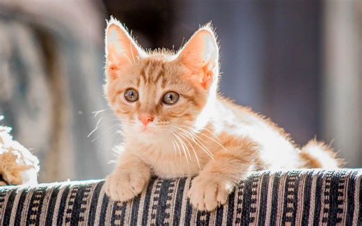 25 模型构建器（Model Builder）