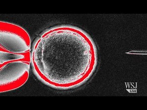 Science News: Scientists Clone a Human Embryo!