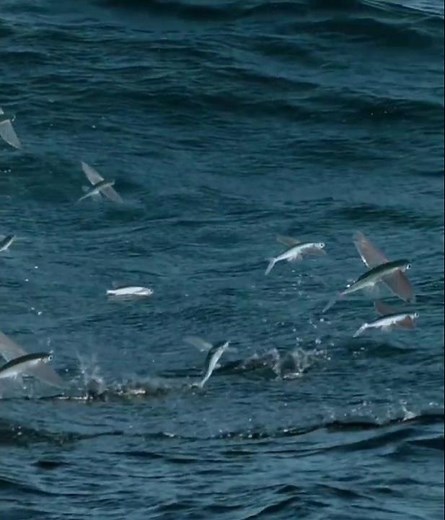 Pez volador (Exocoetidae)