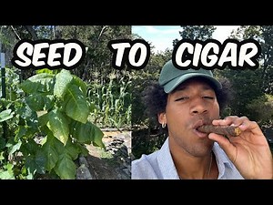 I Grew My Own Tobacco and Made Cigars Out Of It (Seed To Cigar Documentary)