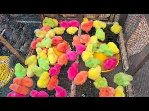 Cute Colorful Baby Chicks Sounds 🐣 | Funny and Adorable Chirping Little Chicks for Kids