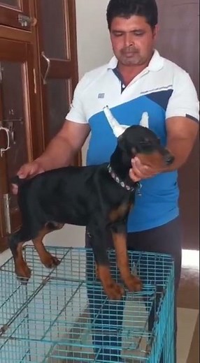 European Doberman puppies for sale (8958888838)