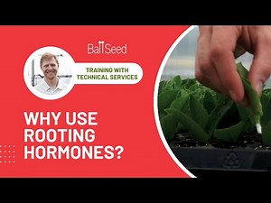 Why Use Rooting Hormones? - Greenhouse Training with Ball Seed Technical Services