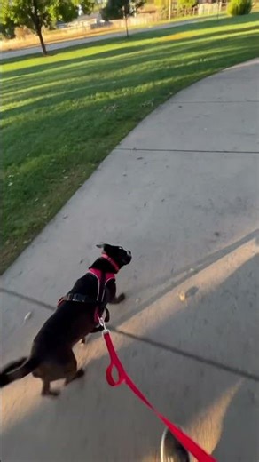 Big Go Puppy Dog By Numbers