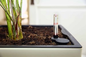 The Pros and Cons of Self-Watering Pots for Houseplants