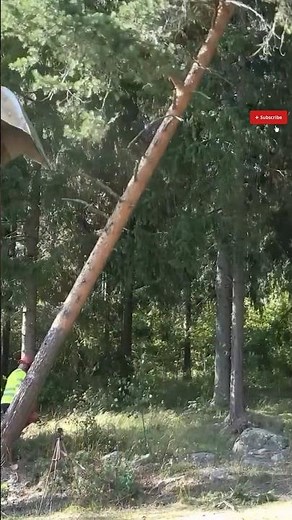 Felling a Leaning Tree with Precision Technique
