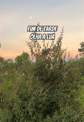 Olhando o fim d a tarde e passeando com as cachorras no quintal ! Como fico feliz em ver elas felizes !!! #cachorrofeliz #passeiosnanatureza #naroça #pazmental • BoraViver