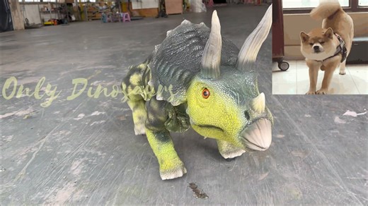 Watch this lifelike baby Triceratops come to life! With realistic movements, detailed skin, and playful charm, it’s the perfect dino companion for shows, events, or any dinosaur lover. #babytriceratops #AnimatronicDinosaurs #JurassicFun #onlydinosaurs #dinolovers #triceratops Buy Dinosaur via mail info@onlydinosaurs.com For more info at https://onlydinosaurs.com | Only Dinosaurs Science & Technology Co.,Ltd