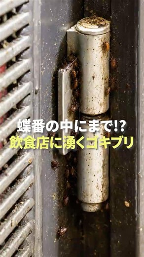 Even in the Hinge!? Roaches Infesting a Restaurant