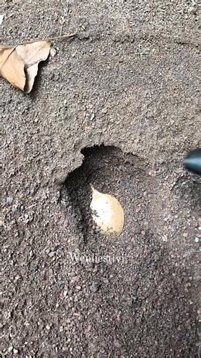 Pinpointer metal detector 😱🧐 #TreasureMystery #treasurecontent #mystery 👉Disclaimer: This video is edited and made for entertainment and storytelling purposes only. It does not represent real treasure. Thank you for understanding | Wenlie's Tivi