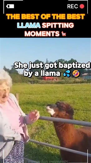 🔥 THE BEST OF THE BEST LLAMA SPITTING MOMENTS 💦😂라마 침뱉기 레전드