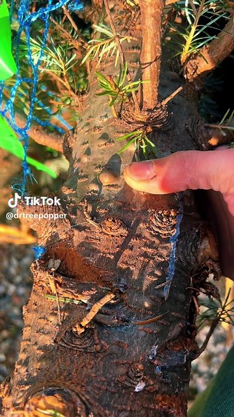 Solid pop today! Hope everyone is staying warm! #treepopper #drtreepopper #fyp #handpop #foryou #Zit #asmrsounds #trending #ZitHappens #pimplepop #drpimplepopper #nogloves #treepimple #work #skincare101 #sounds #asmr #viral #pop