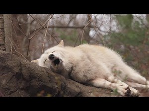 Laziest Wolf Howls (part 15)