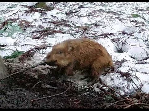 イノシシの鼻くくり罠 狩猟 猪 捕獲 Wild Boar ジビエ 2017.03.03