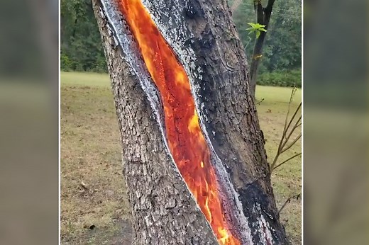 Inside of tree set ablaze by lightning strike