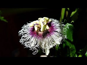 Growing Passion Fruit from Seeds for 17 Months