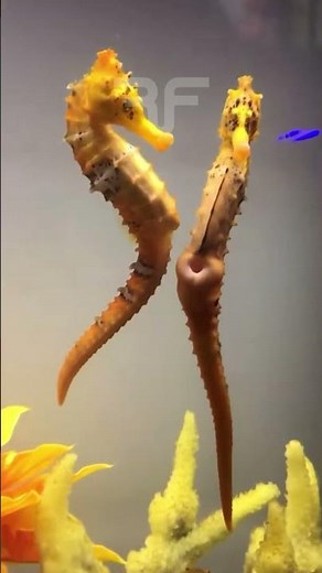 BAPAKNYA yang Hamil! Proses Unik Kuda Laut Jantan Mengandung dan Melahirkan! #faktahewan