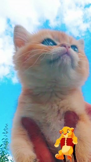 Adorable Light Orange Kitten in a Garden Setting