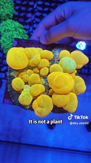 Discover the Fascinating World of Coral Species