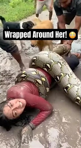 Massive Python Attack… Brave Rescue Caught on Camera 😱 #PythonAttack #SnakeRescue #CaughtOnCamera